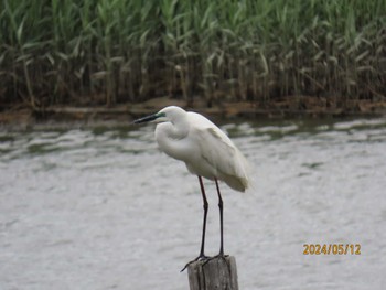 ダイサギ 葛西臨海公園 2024年5月12日(日)