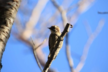 コゲラ 神戸市立森林植物園 2019年1月4日(金)