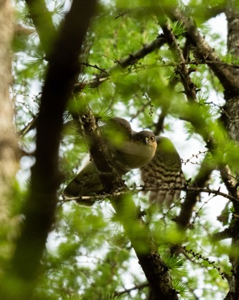 Sun, 5/12/2024 Birding report at 栃木県