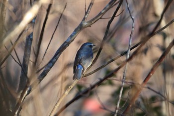 ルリビタキ 神戸市立森林植物園 2019年1月4日(金)