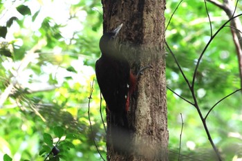 Okinawa Woodpecker 国頭村森林公園 Wed, 5/1/2024