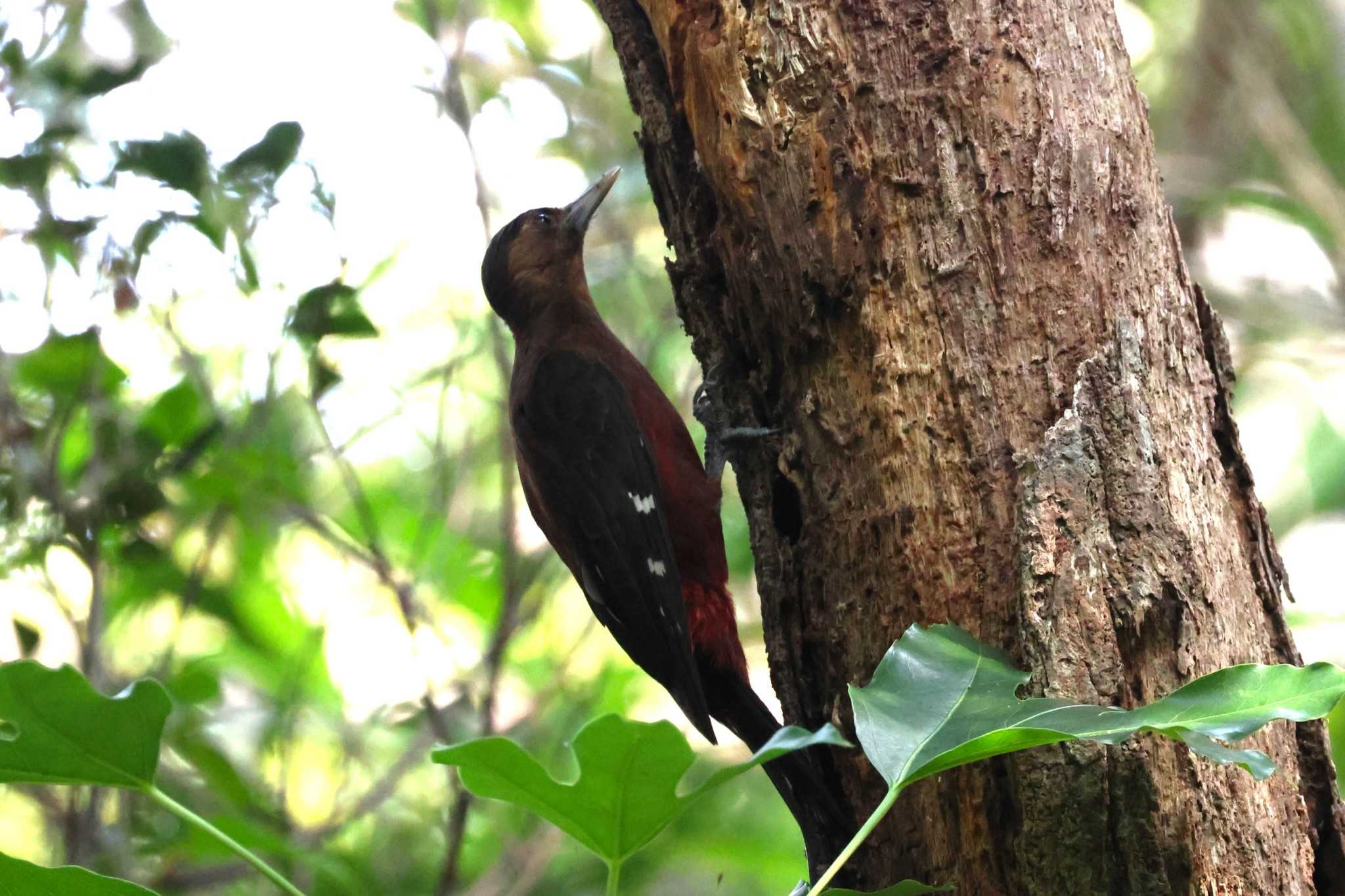 Photo of Okinawa Woodpecker at 国頭村森林公園 by ぼぼぼ