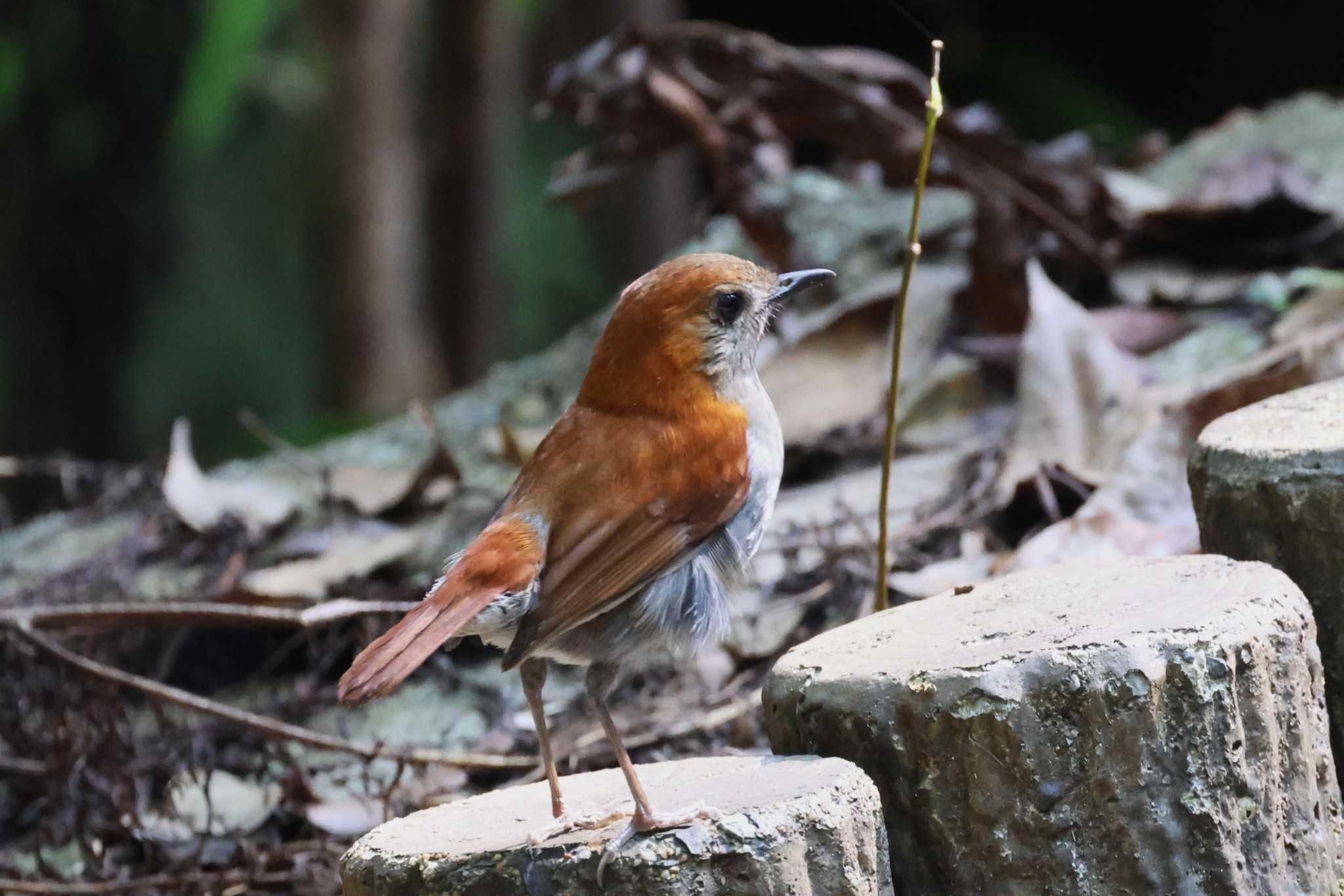 ホントウアカヒゲ