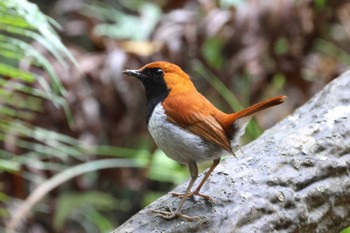 2024年5月1日(水) 国頭村森林公園の野鳥観察記録