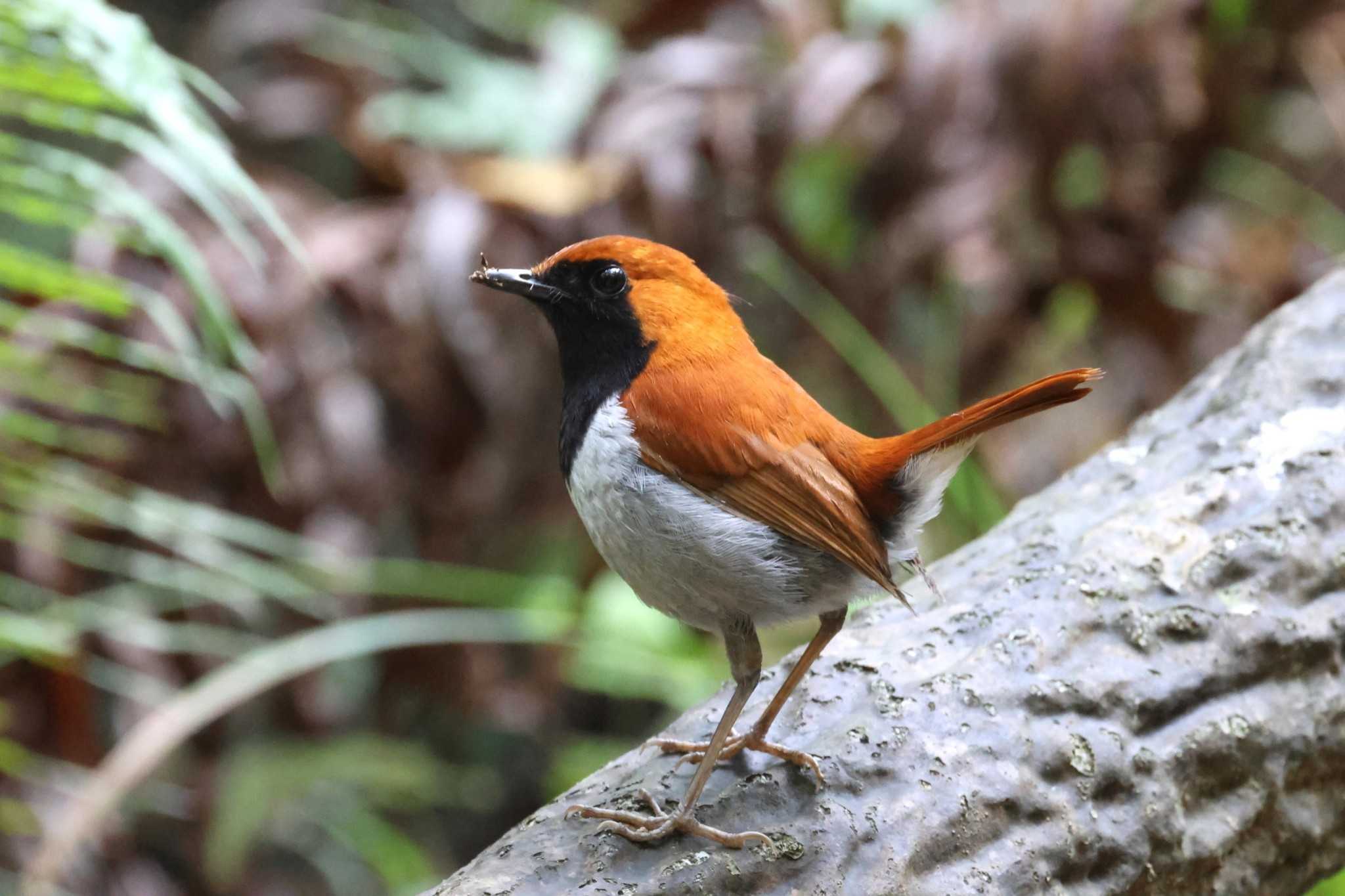 ホントウアカヒゲ