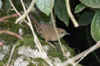 Sichuan Bush Warbler