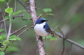 Siberian Blue Robin Karuizawa wild bird forest Sun, 5/12/2024