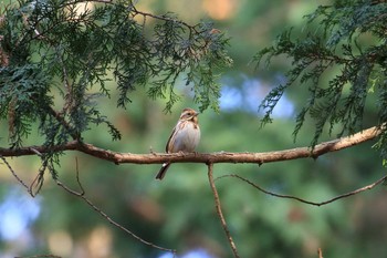 2019年1月4日(金) 神戸市立森林植物園の野鳥観察記録