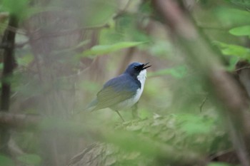 Siberian Blue Robin Karuizawa wild bird forest Sun, 5/12/2024