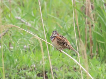 Chestnut-eared Bunting 大分県長者原 Mon, 5/13/2024