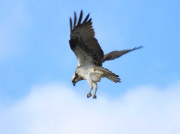 Osprey Izunuma Wed, 5/8/2024