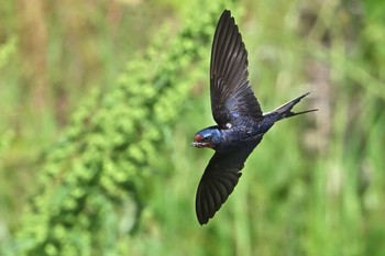 Barn Swallow 入間川 Fri, 5/10/2024