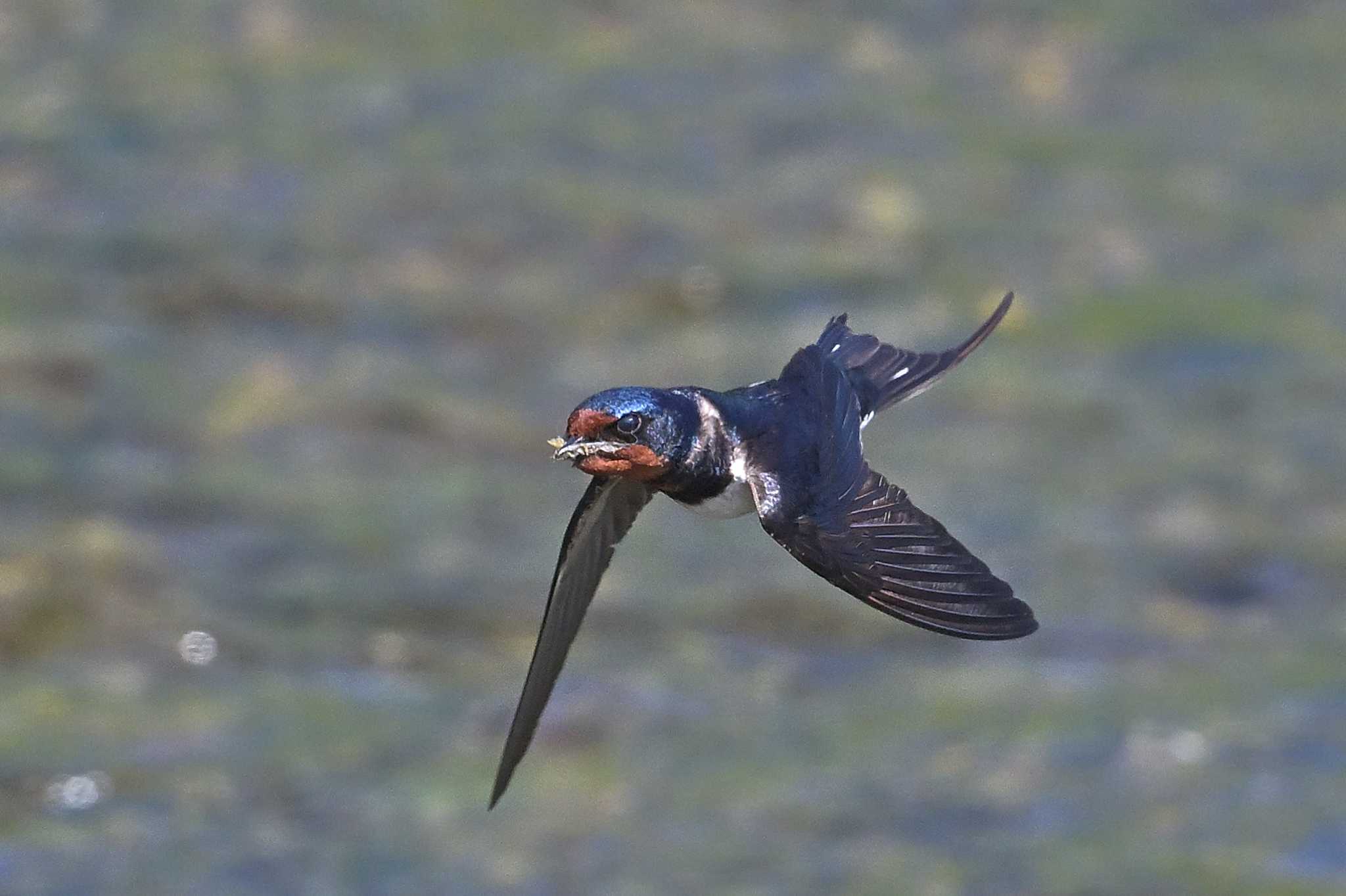 Photo of Barn Swallow at 入間川 by ask