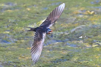 Barn Swallow 入間川 Fri, 5/10/2024