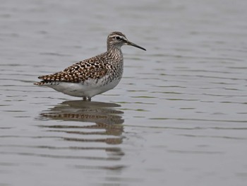 Wood Sandpiper 熊本新港 Mon, 5/13/2024