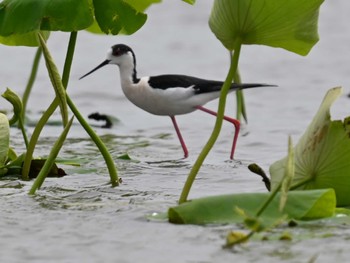 Black-winged Stilt 熊本新港 Mon, 5/13/2024