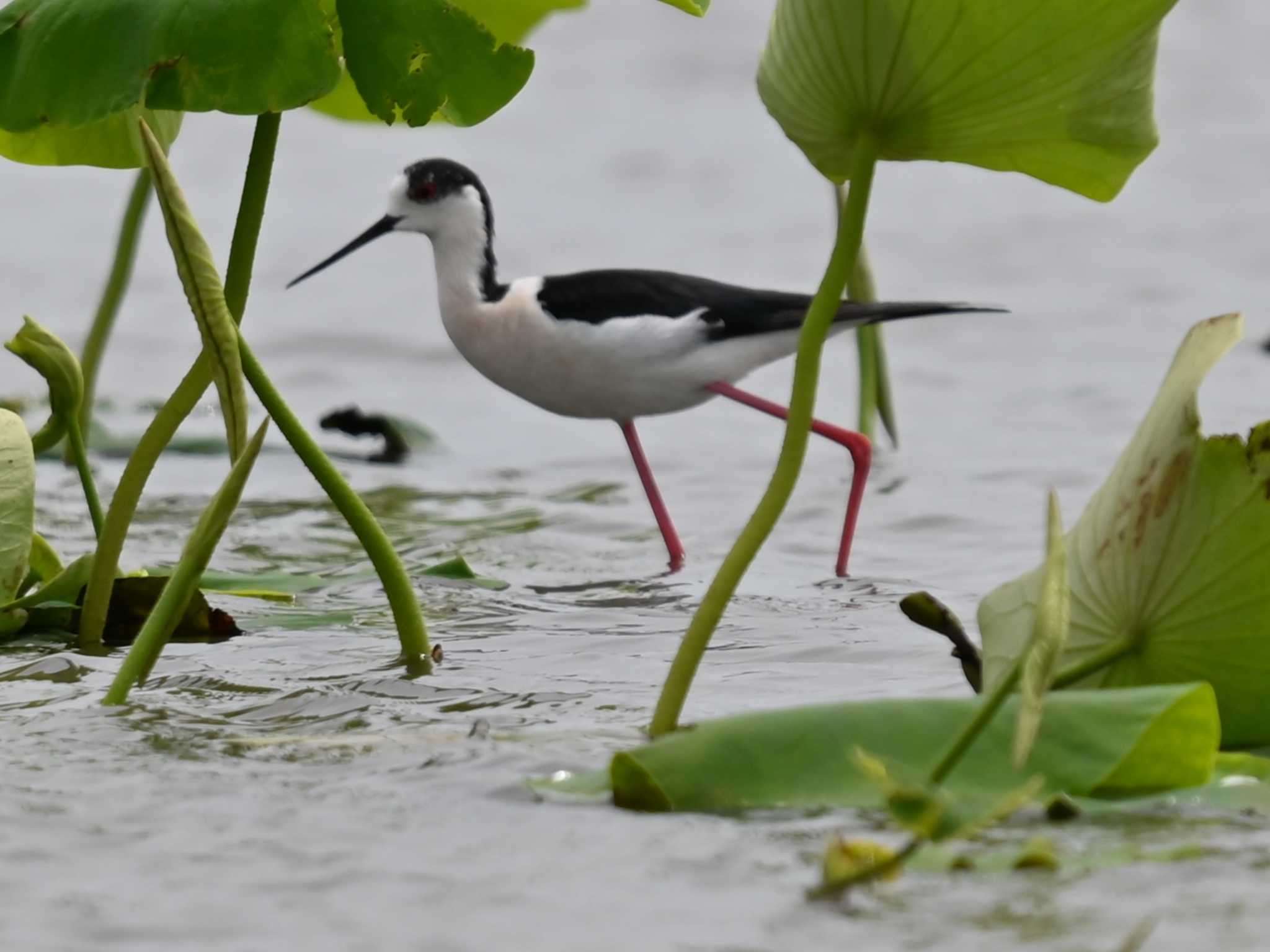 Photo of Black-winged Stilt at 熊本新港 by jo6ehm