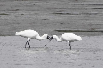 クロツラヘラサギ 葛西臨海公園 2024年5月9日(木)