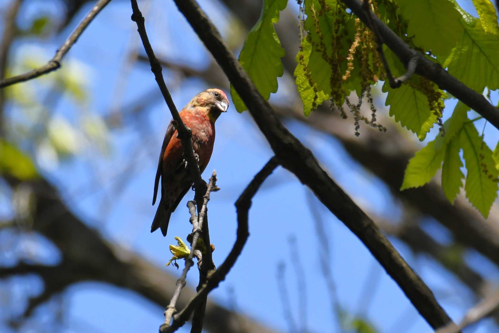 Red Crossbill