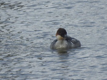 Smew 石狩 茨戸川 Tue, 3/5/2024