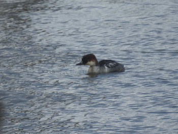 Smew 石狩 茨戸川 Tue, 3/5/2024