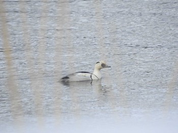 ミコアイサ 石狩 茨戸川 2024年3月5日(火)