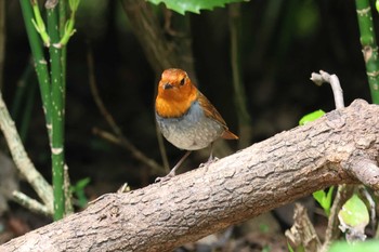 Japanese Robin Osaka castle park Sun, 4/7/2024