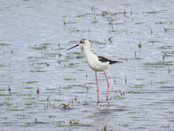 Black-winged Stilt Izunuma Wed, 5/8/2024