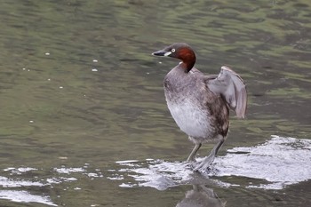 カイツブリ 東京港野鳥公園 2024年4月27日(土)