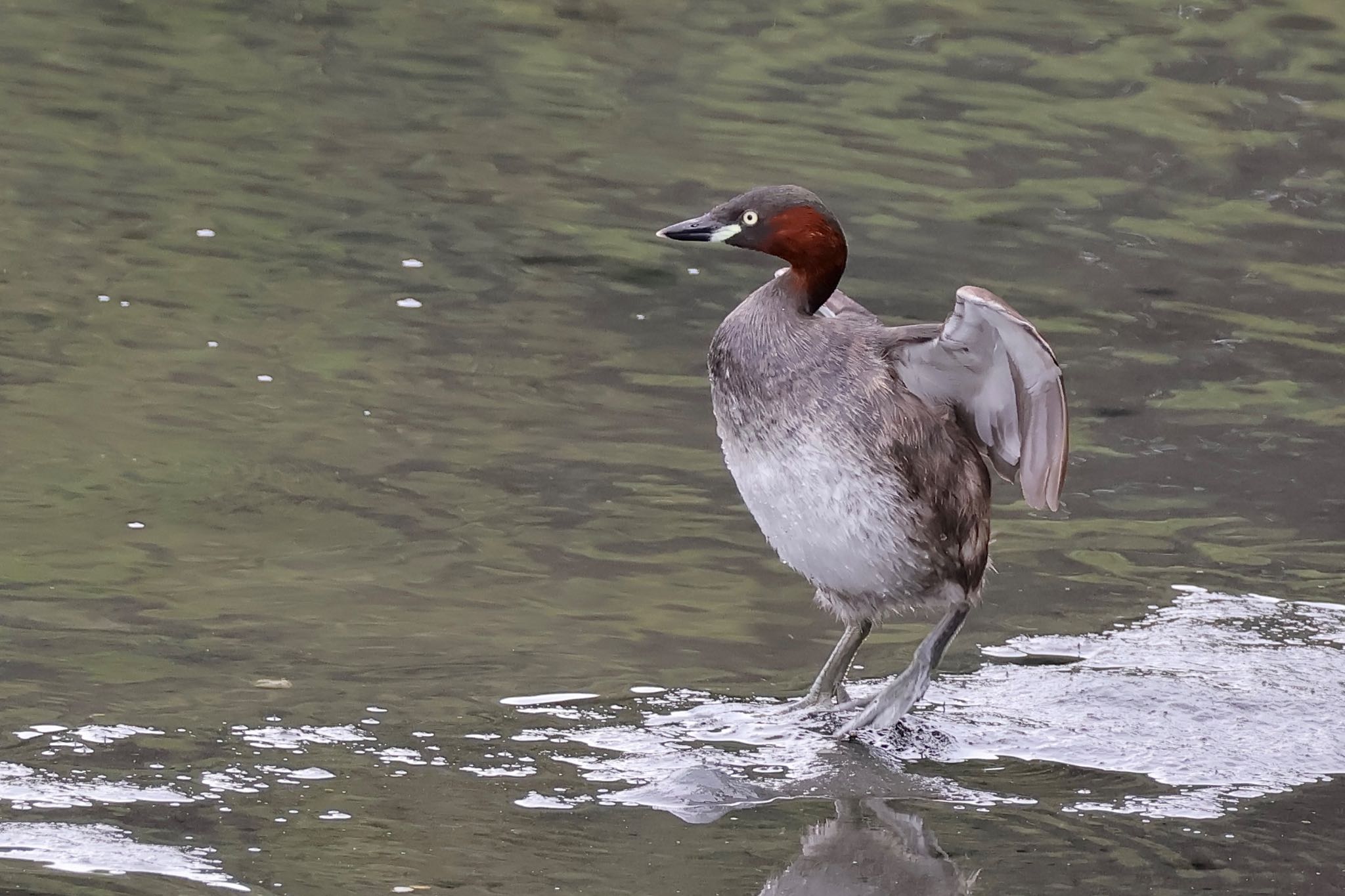 Little Grebe