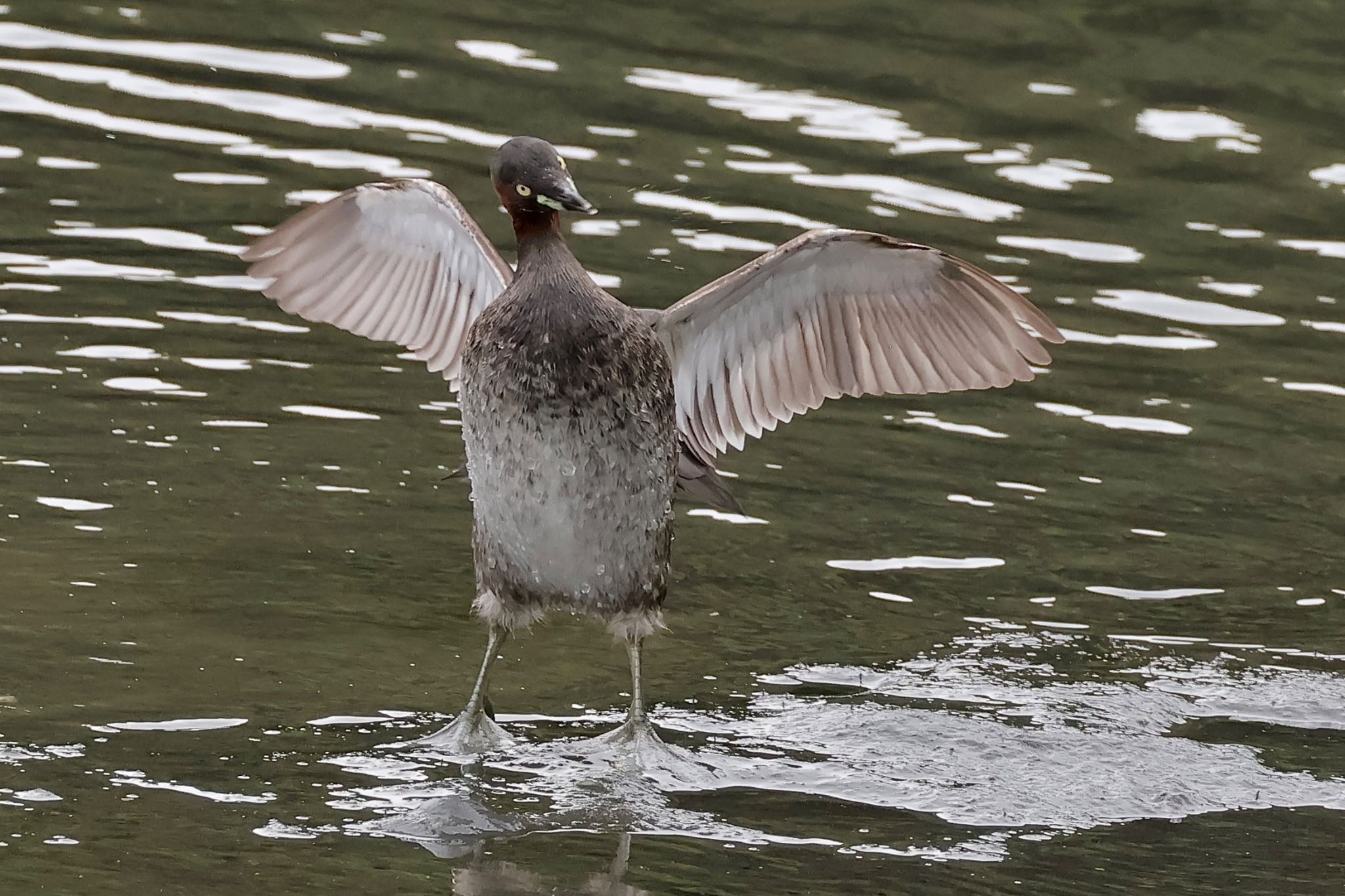 Little Grebe