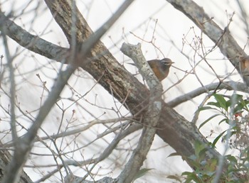 2019年1月5日(土) 甲山森林公園の野鳥観察記録