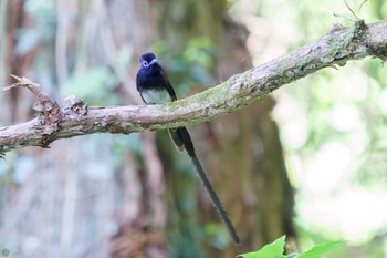 サンコウチョウ 八王子城跡 2024年5月5日(日)