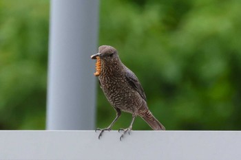 Blue Rock Thrush Rokuha Park Sun, 5/12/2024