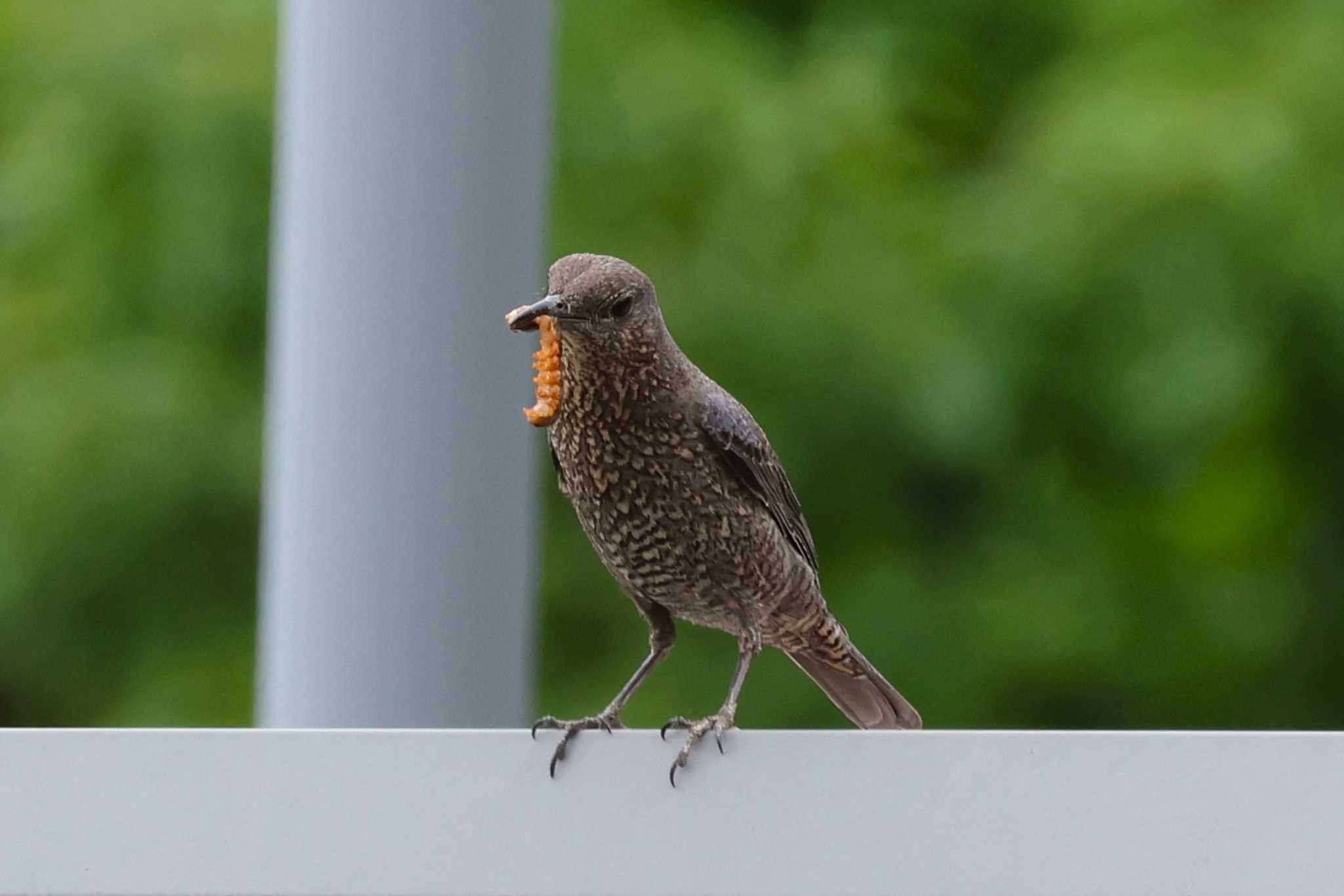 Photo of Blue Rock Thrush at Rokuha Park by bmont520