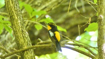 Narcissus Flycatcher 大和民俗公園 Sat, 5/11/2024