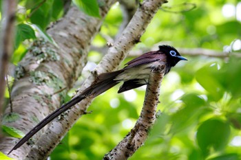 Black Paradise Flycatcher Unknown Spots Unknown Date