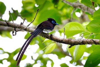 Black Paradise Flycatcher Unknown Spots Unknown Date