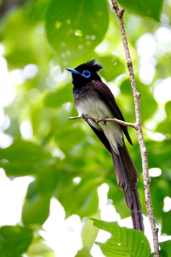 Black Paradise Flycatcher 福岡県 Unknown Date