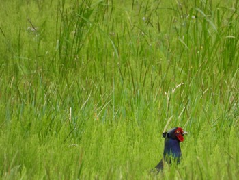 Green Pheasant さぎ山記念公園 Mon, 5/6/2024