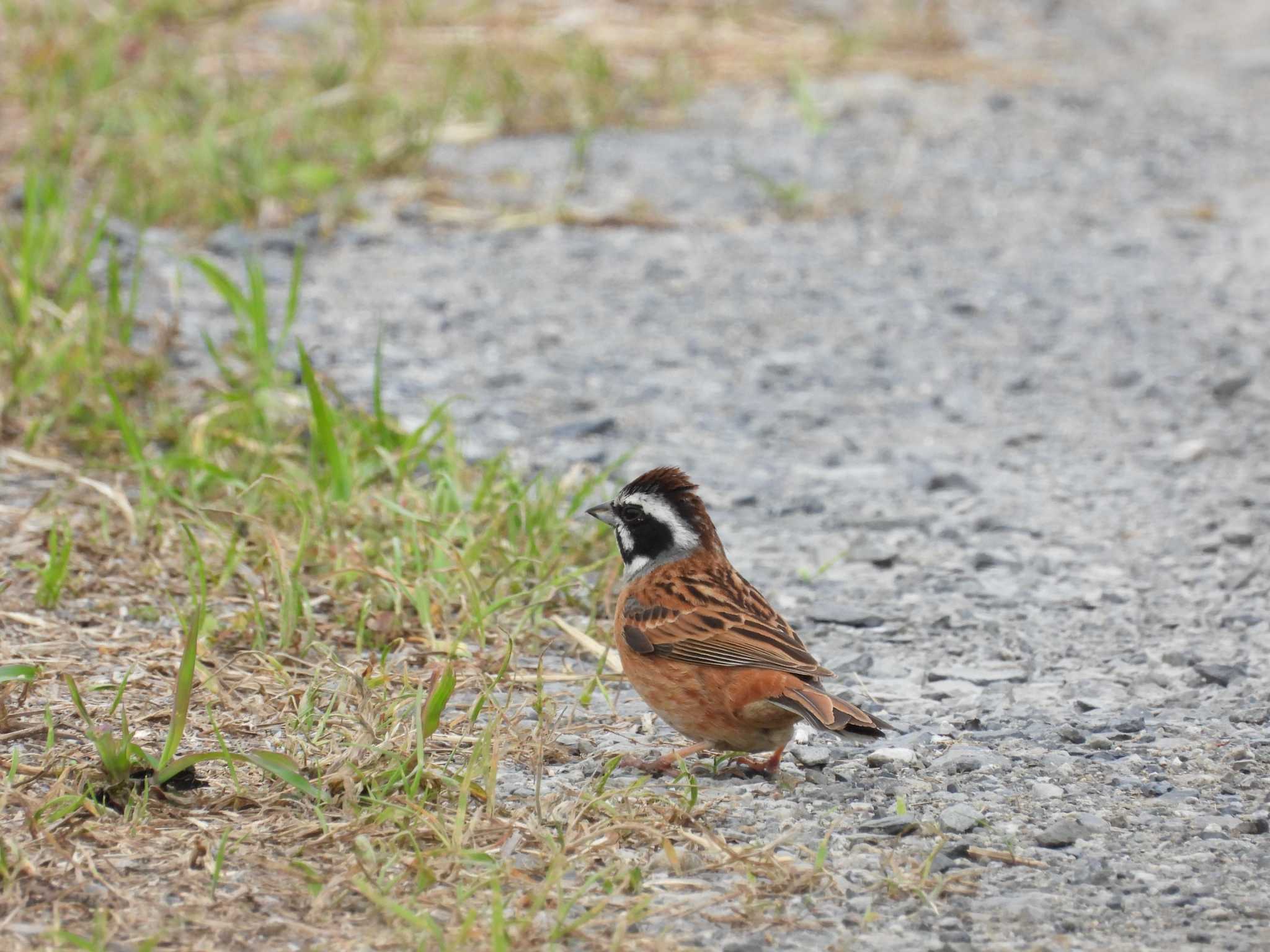 Meadow Bunting