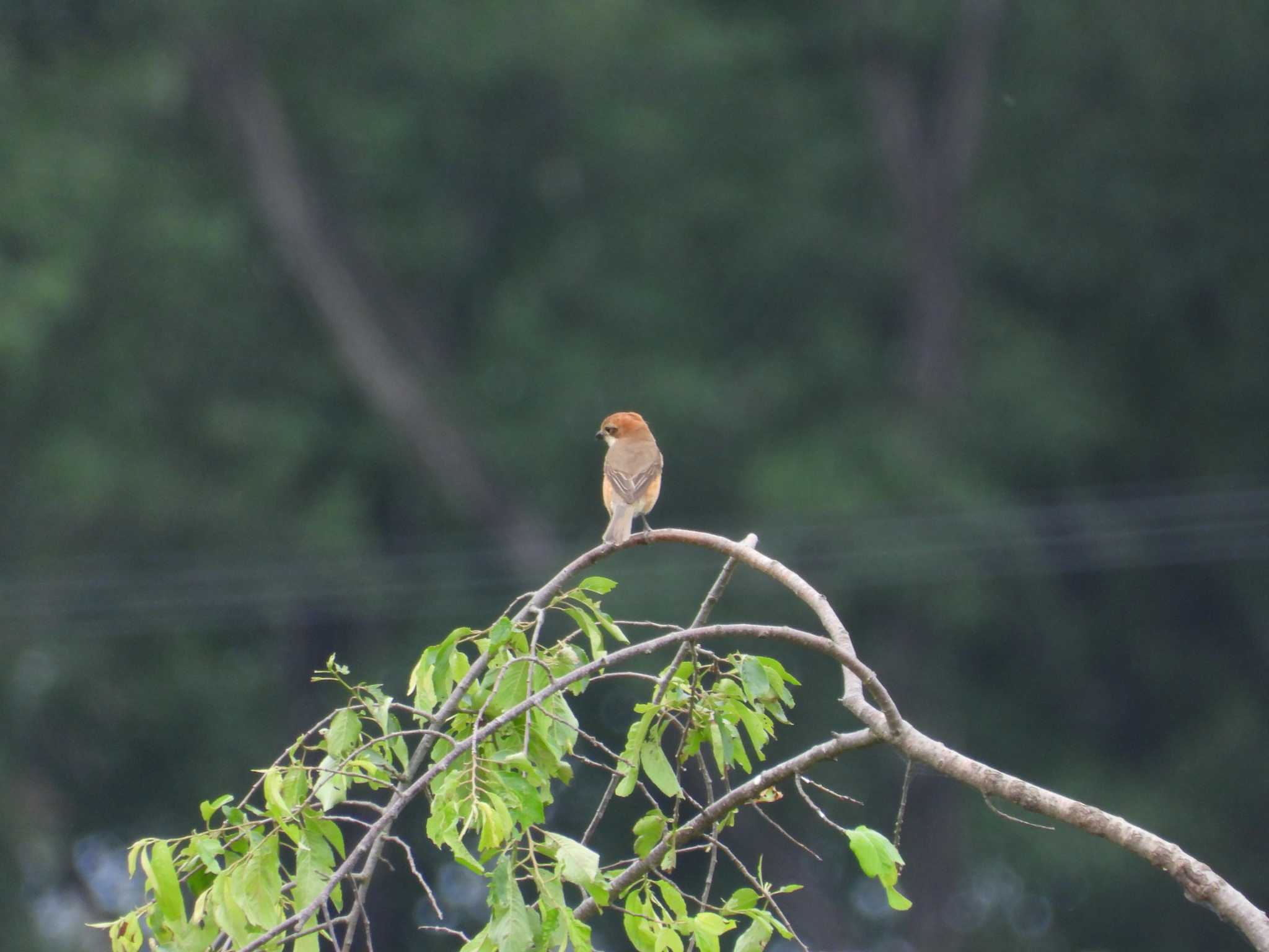 Bull-headed Shrike