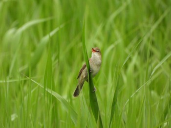 Oriental Reed Warbler さぎ山記念公園 Mon, 5/6/2024