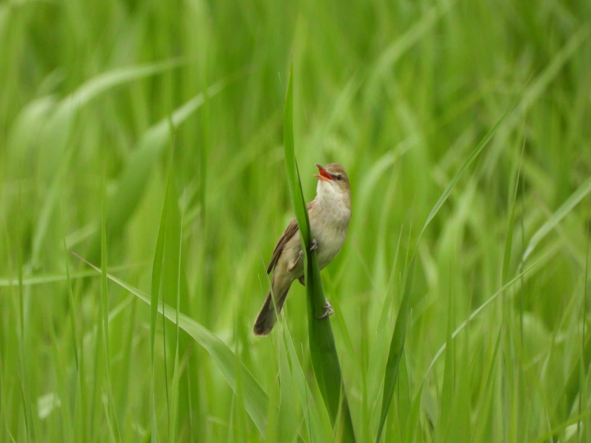 Oriental Reed Warbler