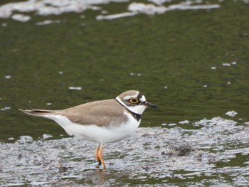 Little Ringed Plover さぎ山記念公園 Mon, 5/6/2024