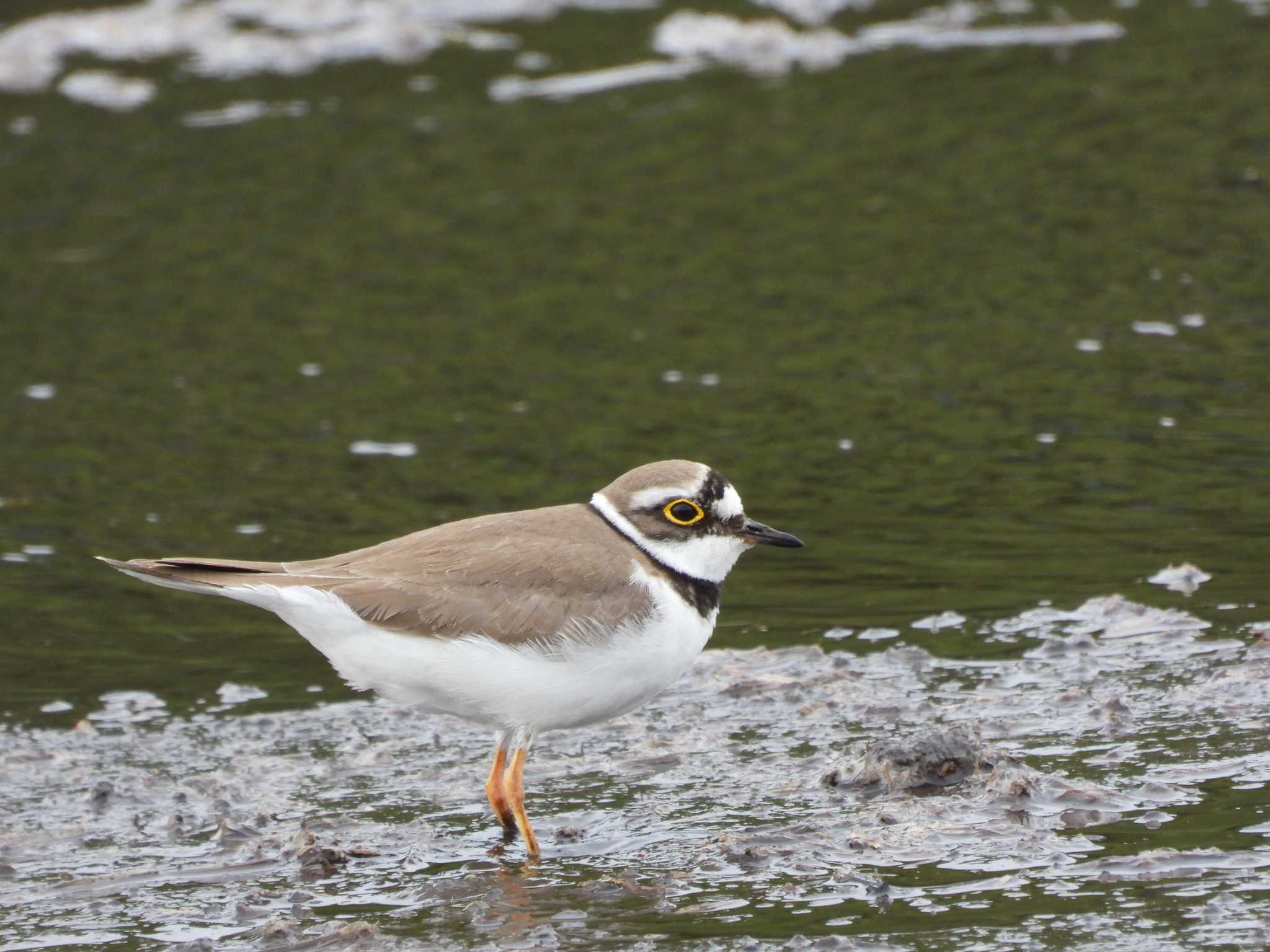 Little Ringed Plover