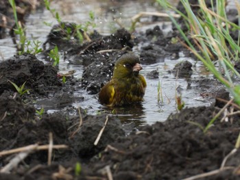 Grey-capped Greenfinch さぎ山記念公園 Mon, 5/6/2024