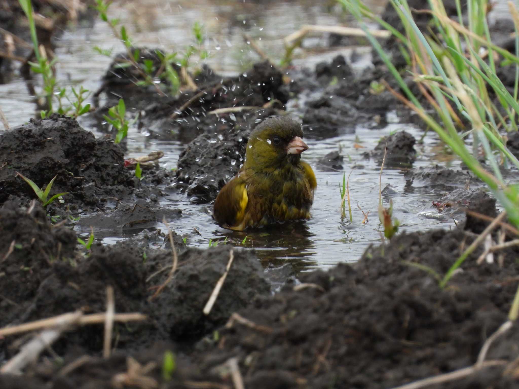 Grey-capped Greenfinch