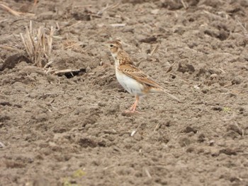 Eurasian Skylark さぎ山記念公園 Mon, 5/6/2024