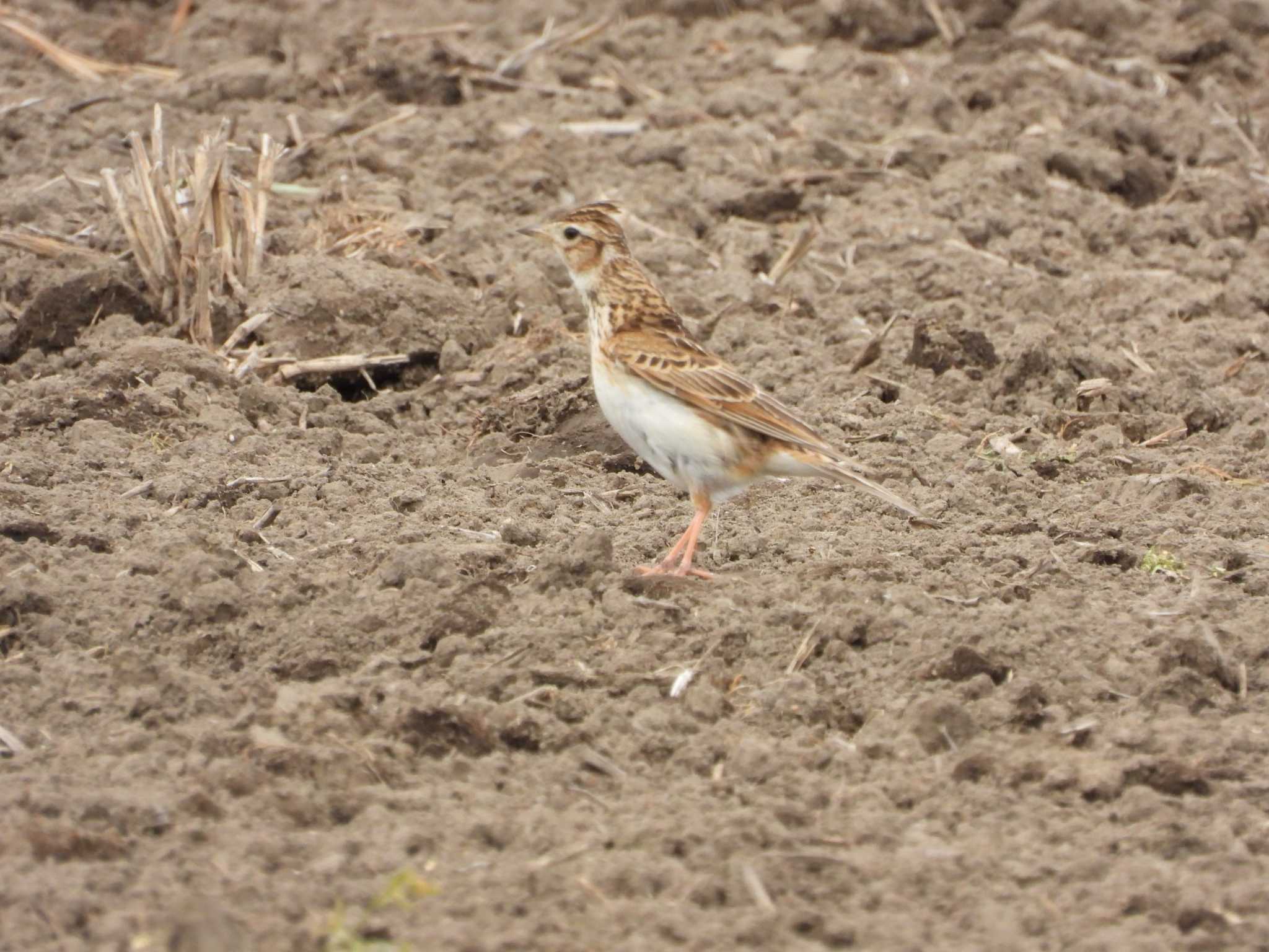 Eurasian Skylark